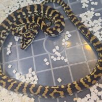 ジュラッテンジャングルカーペットパイソン（ピュア）約70cm EUCBオス