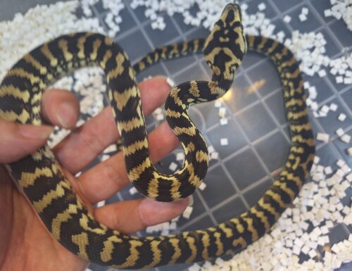 ジュラッテンジャングルカーペットパイソン（ピュア）約70cm EUCBオス - 画像 (10)