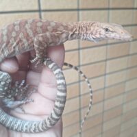 ピルバラロックモニター（21EUCB）