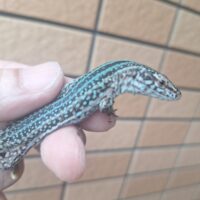 フォルメンテーラカベカナヘビ（尾切れ）オス