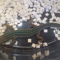フォルメンテーラカベカナヘビ（尾切れ）オス