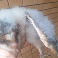 ハイイロメンフクロウ（雛）メンフクロウ×クロメンフクロウ