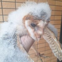 ハイイロメンフクロウ（雛）メンフクロウ×クロメンフクロウ