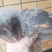 ハイイロメンフクロウ（雛）メンフクロウ×クロメンフクロウ