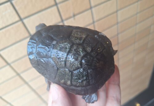 マッコードナガクビガメ（甲長約８cm） - 画像 (4)