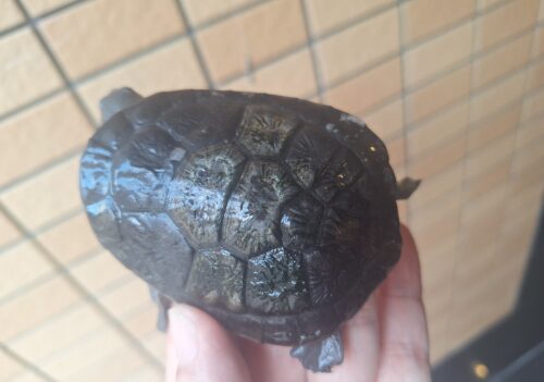 マッコードナガクビガメ（甲長約８cm） - 画像 (8)