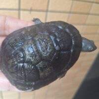 マッコードナガクビガメ（甲長約８cm）