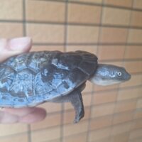 マッコードナガクビガメ（甲長約８cm）