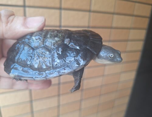 マッコードナガクビガメ（甲長約８cm） - 画像 (5)