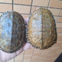 カスピイシガメ（甲長約9,5cm）メス多甲 WCペア