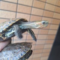 カスピイシガメ（甲長約9,5cm）メス多甲 WCペア