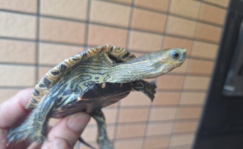 カスピイシガメ（甲長約9,5cm）メス多甲 WCペア - 画像 (6)
