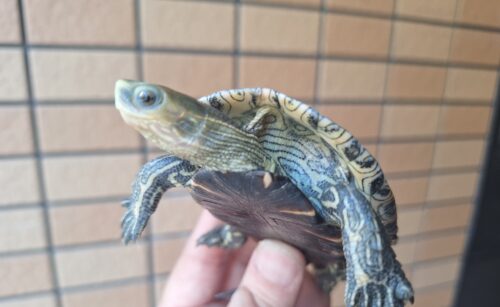 カスピイシガメ（甲長約9,5cm）メス多甲 WCペア - 画像 (7)