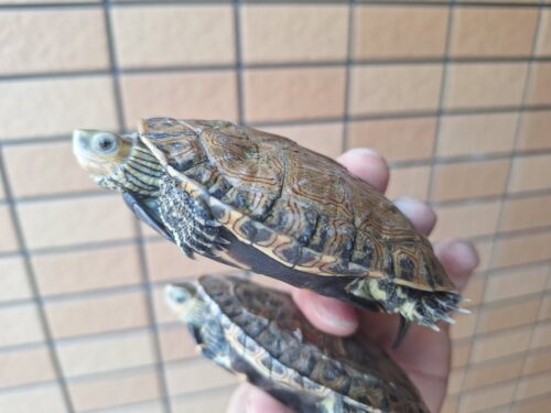 カスピイシガメ（甲長約9,5cm）メス多甲 WCペア - 画像 (8)