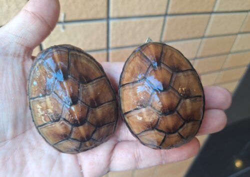 ミスジドロガメ（甲長約6,3cm）メス