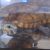 ミスジドロガメ（甲長約6,3cm）メス