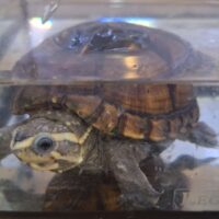 ミスジドロガメ（甲長約8,5cm）メス