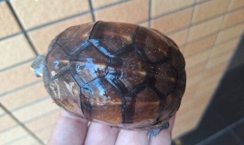 ミスジドロガメ（甲長約8,5cm）メス - 画像 (3)