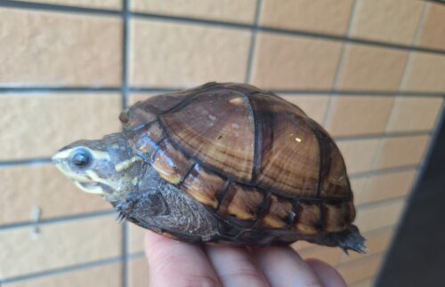 ミスジドロガメ（甲長約8,5cm）メス - 画像 (6)