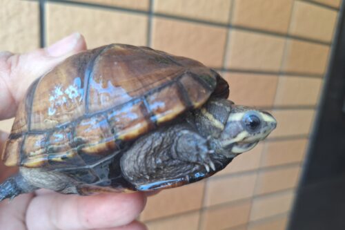 ミスジドロガメ（甲長約8,5cm）メス - 画像 (5)