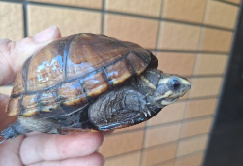 ミスジドロガメ（甲長約8,5cm）メス - 画像 (8)