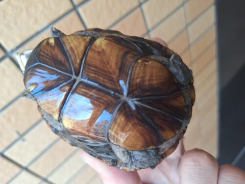 ミスジドロガメ（甲長約8,5cm）メス - 画像 (9)