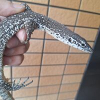 シミリスモニター　（約50cm）