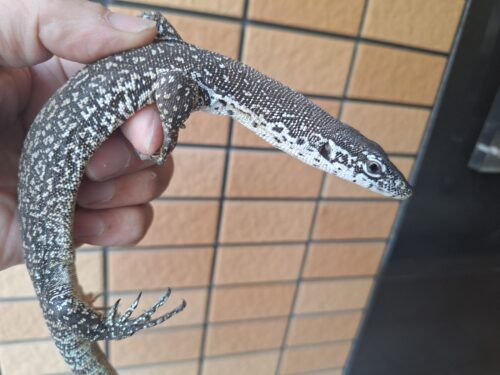 シミリスモニター　（約50cm）