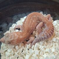 ニシアフリカトカゲモドキ（ホワイトアウトアメルパターンレスhetオレオ）ヤングアダルト オス