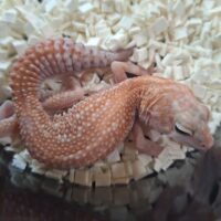 ニシアフリカトカゲモドキ（ホワイトアウトアメルパターンレスhetオレオ）ヤングアダルト オス
