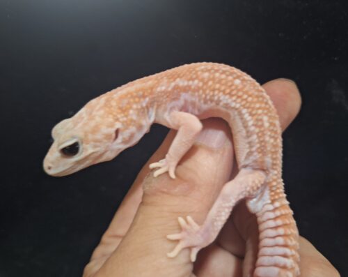 ニシアフリカトカゲモドキ（ホワイトアウトアメルパターンレスhetオレオ）ヤングアダルト オス - 画像 (3)