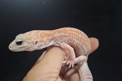 ニシアフリカトカゲモドキ（ホワイトアウトアメルパターンレスhetオレオ）ヤングアダルト オス - 画像 (7)