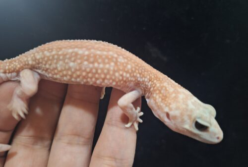 ニシアフリカトカゲモドキ（ホワイトアウトアメルパターンレスhetオレオ）ヤングアダルト オス - 画像 (10)