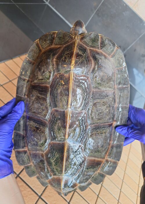 オオヤマガメ（♂甲長約35cm、♀甲長約29cm）ペア - 画像 (4)