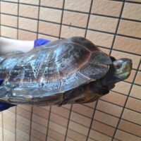 オオヤマガメ（♂甲長約35cm、♀甲長約29cm）ペア