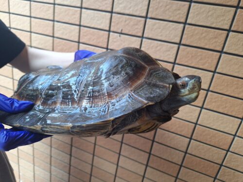 オオヤマガメ（♂甲長約35cm、♀甲長約29cm）ペア