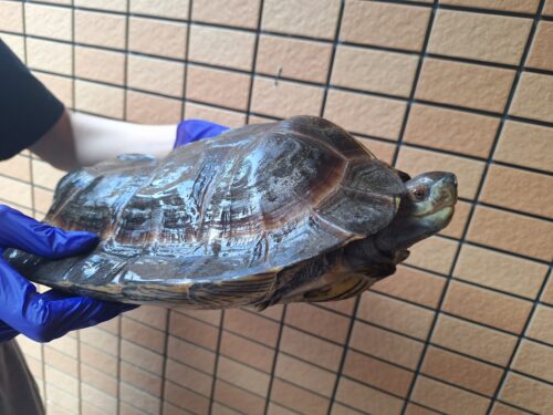 オオヤマガメ（♂甲長約35cm、♀甲長約29cm）ペア - 画像 (3)