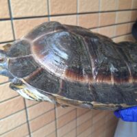オオヤマガメ（♂甲長約35cm、♀甲長約29cm）ペア