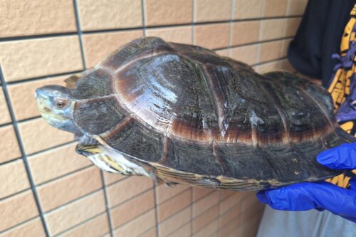 オオヤマガメ（♂甲長約35cm、♀甲長約29cm）ペア - 画像 (2)