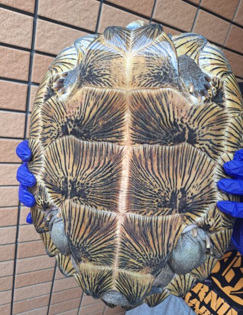 オオヤマガメ（♂甲長約35cm、♀甲長約29cm）ペア - 画像 (5)