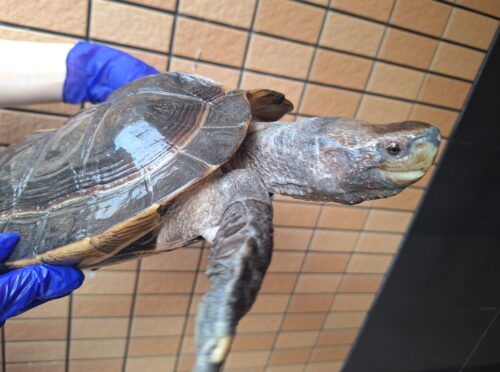 オオヤマガメ（♂甲長約35cm、♀甲長約29cm）ペア - 画像 (6)