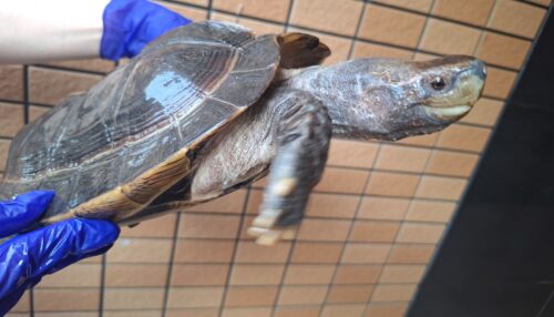 オオヤマガメ（♂甲長約35cm、♀甲長約29cm）ペア - 画像 (7)