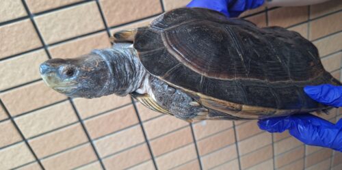 オオヤマガメ（♂甲長約35cm、♀甲長約29cm）ペア - 画像 (8)