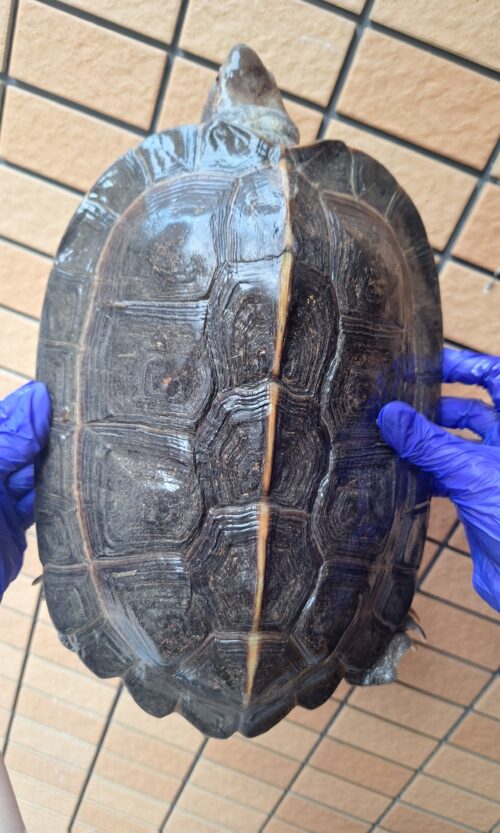 オオヤマガメ（♂甲長約35cm、♀甲長約29cm）ペア - 画像 (9)