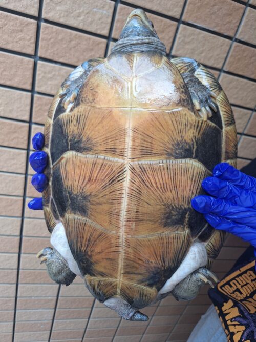 オオヤマガメ（♂甲長約35cm、♀甲長約29cm）ペア - 画像 (10)