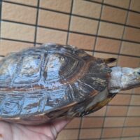 オオヤマガメ（甲長約24cm）メス