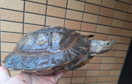 オオヤマガメ（甲長約24cm）メス - 画像 (2)