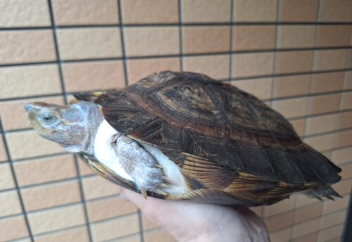 オオヤマガメ（甲長約24cm）メス - 画像 (6)
