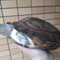 オオヤマガメ（甲長約24cm）メス