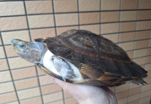 オオヤマガメ（甲長約24cm）メス